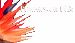 Flowers on Fourteenth - Logo